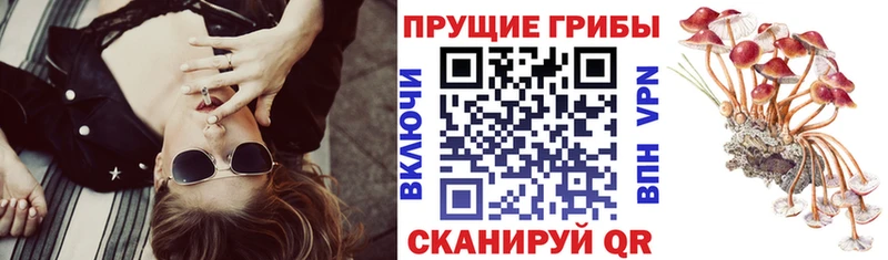 Псилоцибиновые грибы Psilocybine cubensis  дарк нет формула  Гвардейск 
